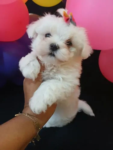 Maltes Baby Face com pedigree! Tenho fêmea
