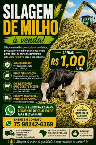 Silagem de Milho 