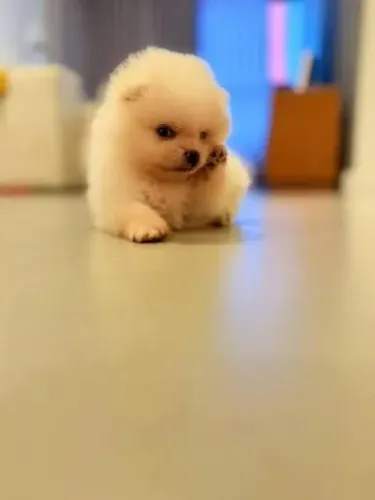 LULU DA POMERANE PARA DOAÇÃO