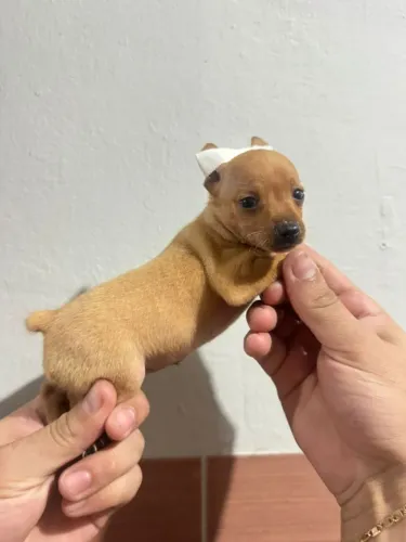 Pinscher 00 femea caramelo