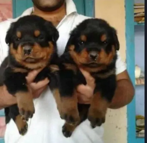 Lindos filhotes de rottweiler cabeça de touro