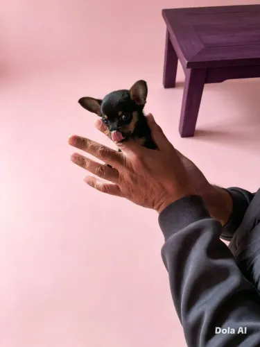 Pinscher miniatura