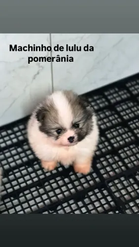 Spitz alemão anão