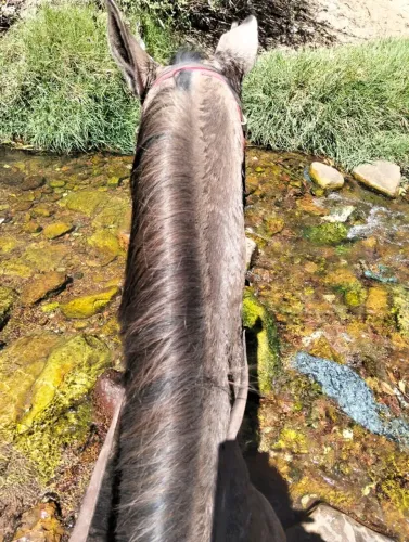 Cavalo Campolina