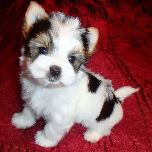 Filhote de Yorkshire Terrier, Biewer fêmeas e machinhos 
