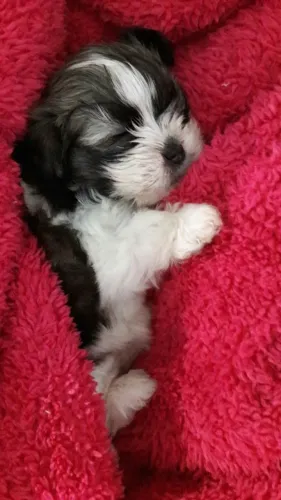 Filhotes Coliros e Diversos de Shih Tzu 