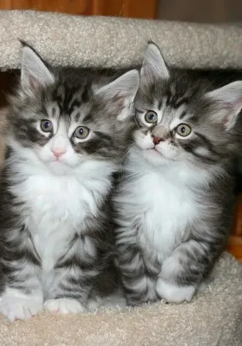 Maine Coon Macho