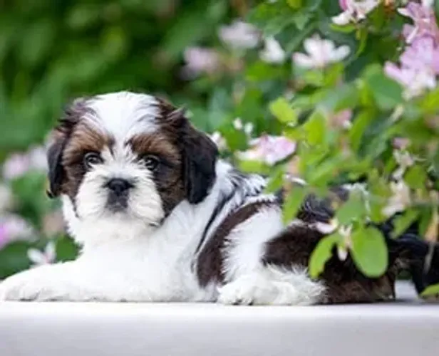 Shih-Tzu Macho Red: Energia e Carinho em Um Só Filhote!