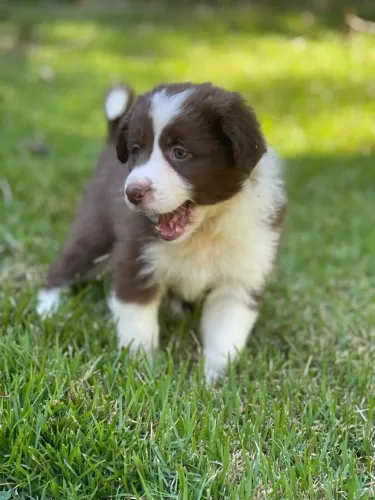 Lindos border collie