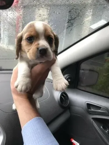 Beagle- Fêmea tricolor com 57 dias, padrão 13 polegadas-Dani