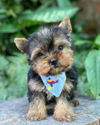 Yorkshire Terrier machinho. Cães saudáveis à venda