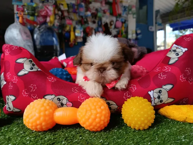 Shihtzu bebê disponível.