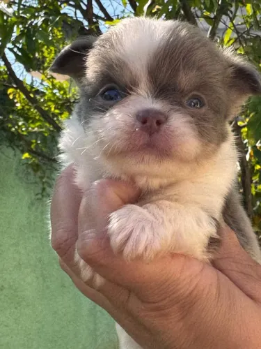 Chihuahua. Filhote de excelente padrão da raça. Pedigree CBKC