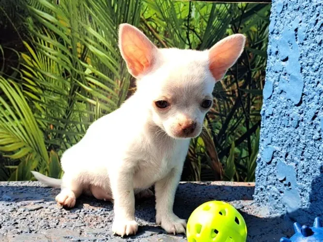 Chihuahua Fêmea Mini Creme: A Pequena Diva Que Vai Encantar Seu Lar!