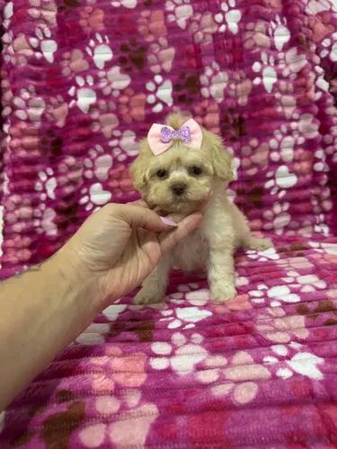 Poodle Mini Toy Fêmea e Macho ( Filhotes )