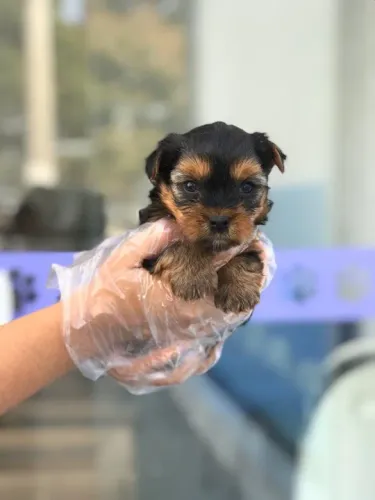 Yorkshire baby face- Seu caozinho com garantias exclusivas- contato na descrição