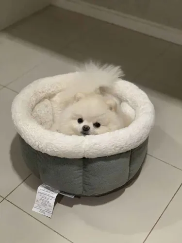 Filhote Spitz Alemão, Seu novo amigo peludo está te esperando com o rabinho abanando!