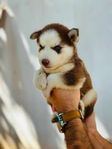Vende-se filhotes de Husck siberiano wolly