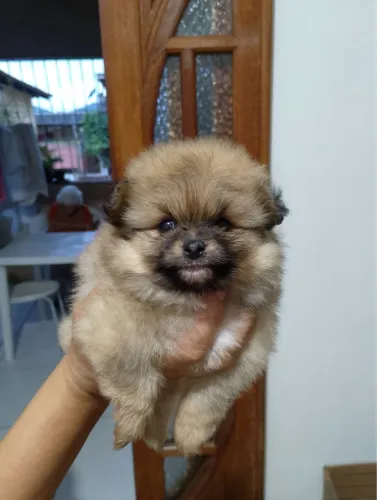 Spitz alemão baratíssimo pra sair logo