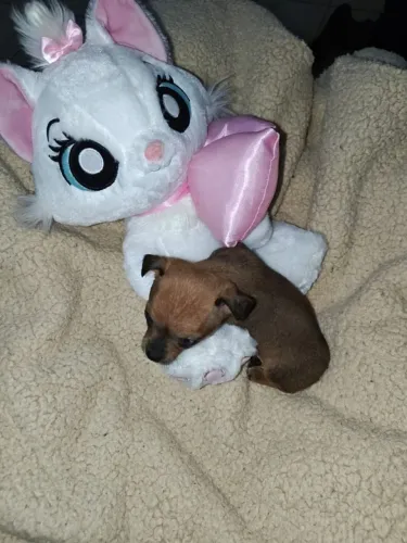 Cães de raça