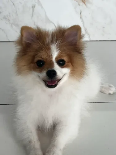Spitz alemão filhote com linhagem genética de alto padrão e pedigree ALKC
