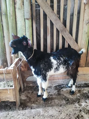 Bode cabrito grande novo