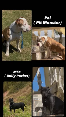 Filhotes de ?Pitbull?