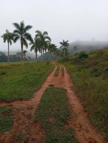 Palmeira Imperial com tamanho medio 10 metros