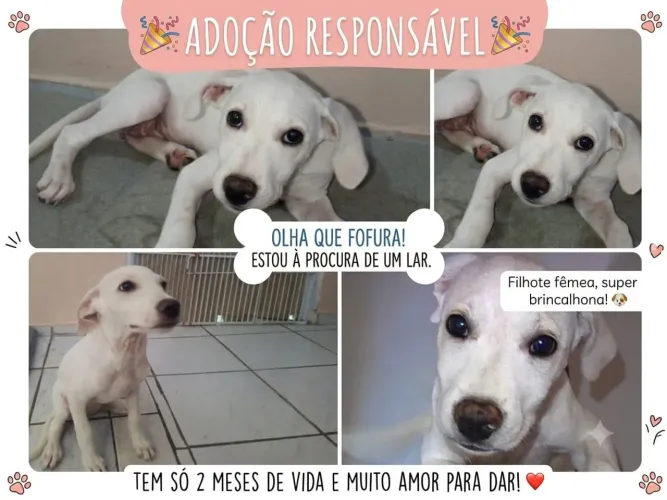ADOÇÃO RESPONSÁVEL - CADELA FILHOTE