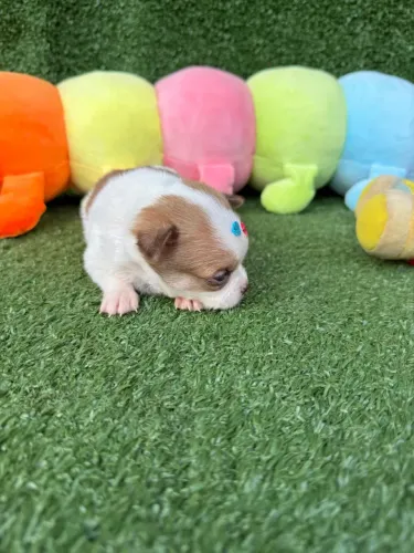 Chihuahua micro