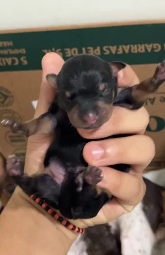 Pinscher macho para reserva