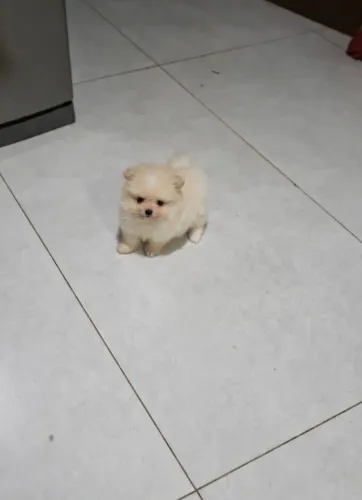 Lulu da Pomerânia anãozinho. 