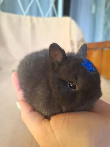 Filhotes mini coelho