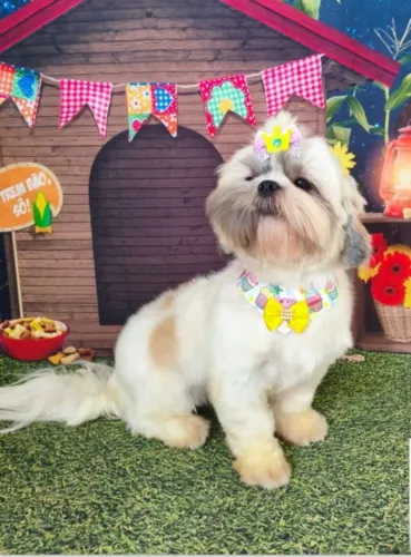 Shihtzu fêmea