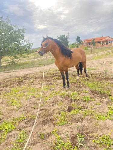 Cavalo garanhão registrado