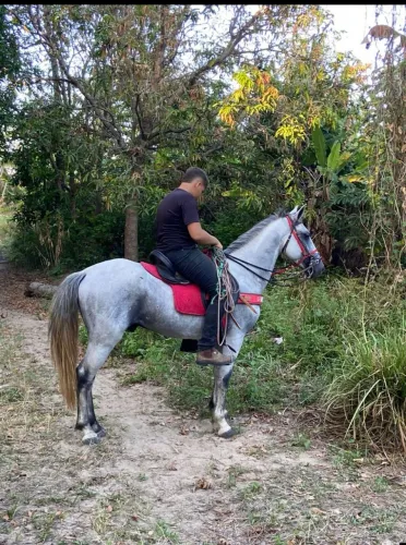 Potro a venda, estou sem tempo pra cuidar!