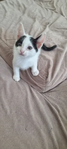 Doação de gatos
