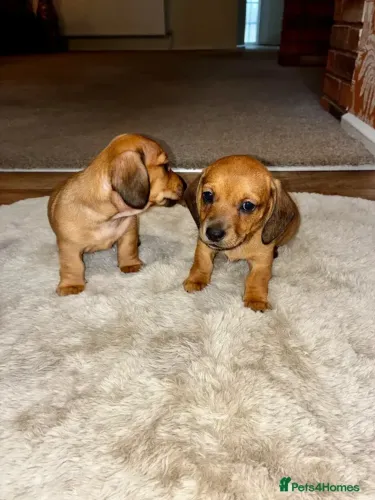 Neném Teckel/Dachshund/Salsicha/Salsichinha/Basset/Cofap curiosos e amorosos