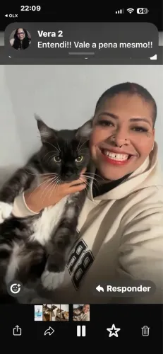 MAINE COON MACHO COM PEDIGREE 1 e meio sou de Ferraz zl