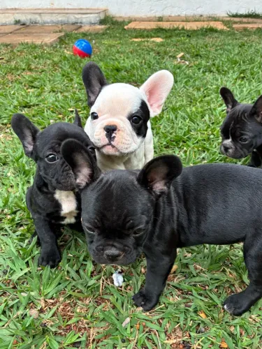 Filhotes de Bulldog Francês disponíveis para venda