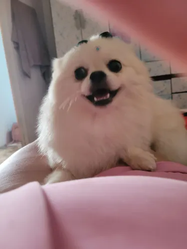 Lulu da pomerania fêmea