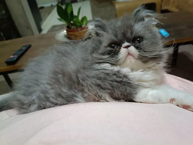 Filhotes gato persa