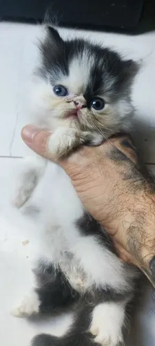 Gato Persa