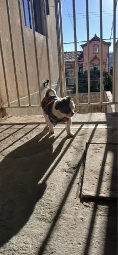 Doação Shih Tzu