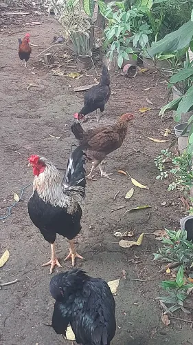 Galinha e galos