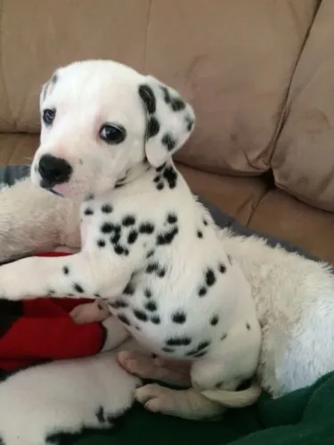 Dalmata a pronta entrega - leve o seu