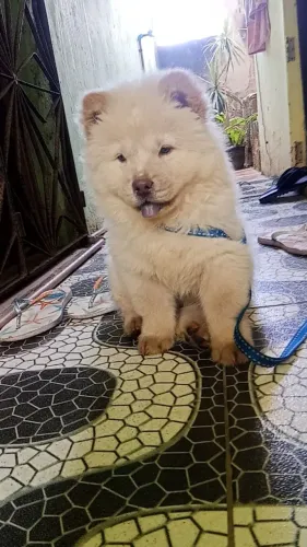 Chow chow 