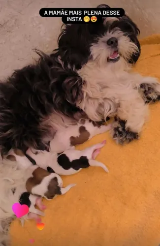 Cachorro