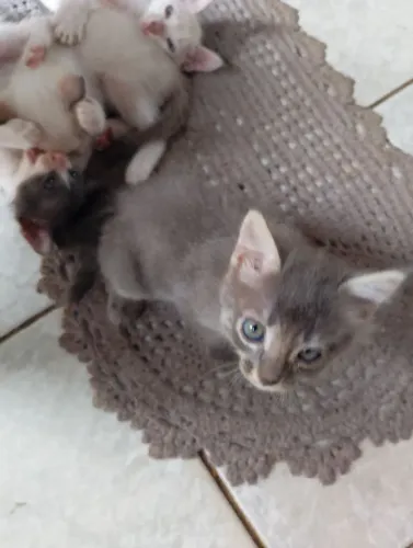 Gatinhos para doação 