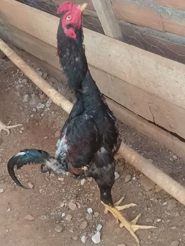Galo